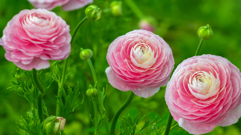 pink ranunculus flowers