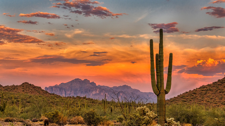 Phoenix desert at sundown