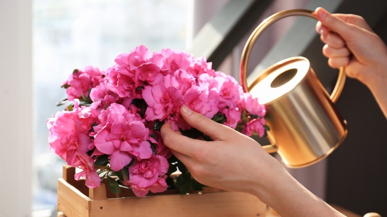 Watering pink azalea flowers 