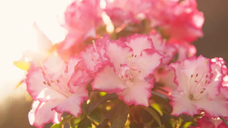 Pink azaleas in the sun