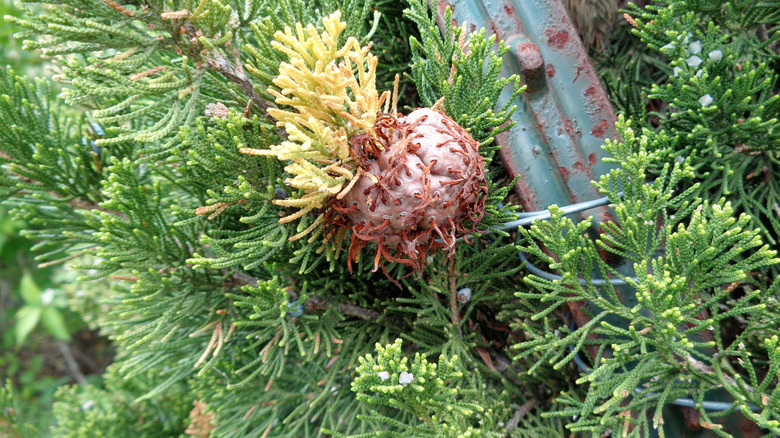 Close up of cedar apple rust gall