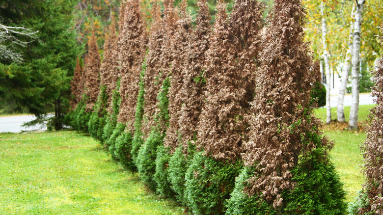 A group of young cedar trees infected with blight