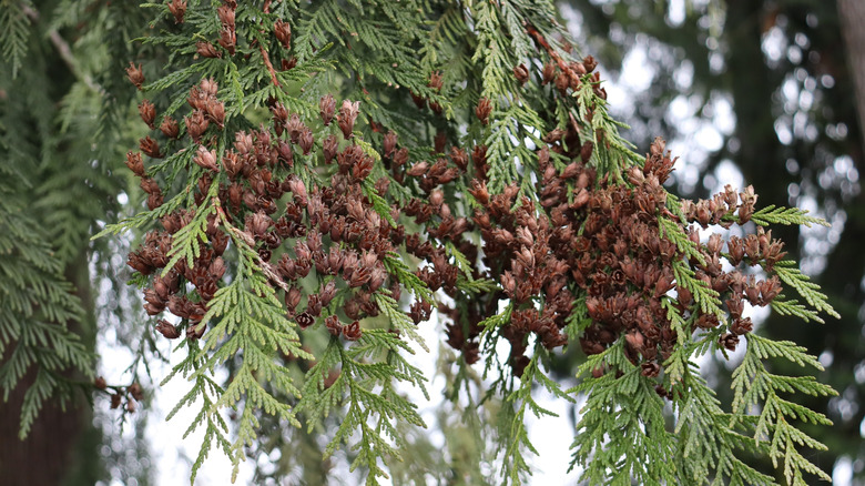 Closeup of a healthy western red cedar with seed cones