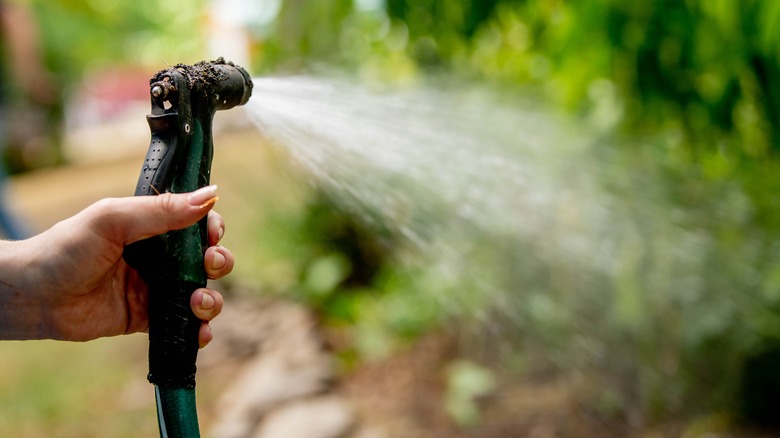 person flushing a garden hose