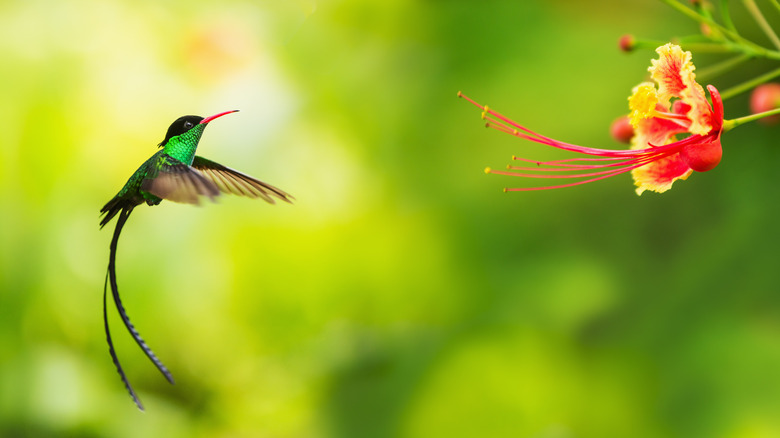 Hummingbird looking for nectar