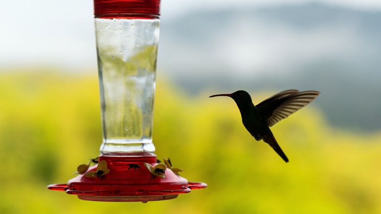 Hummingbird next to empty feeder