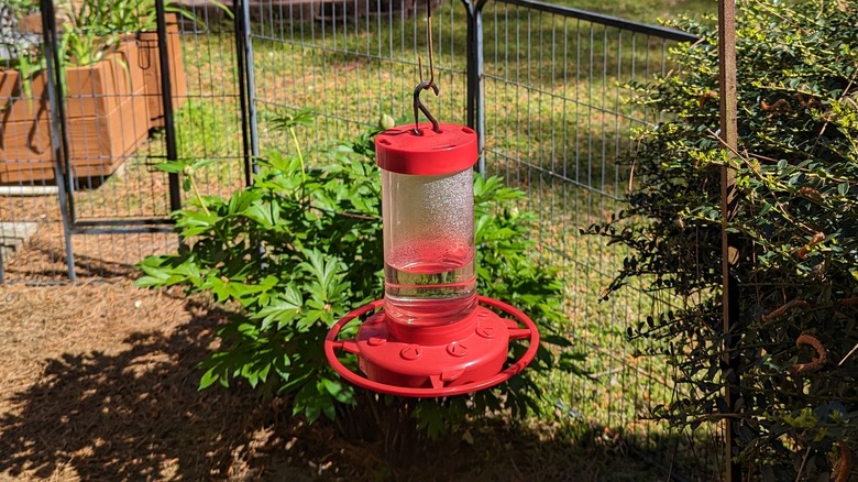 hummingbird feeder in garden