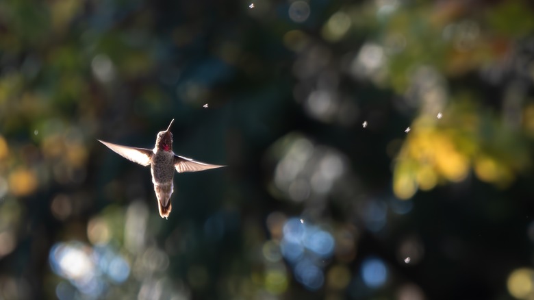 hummingbird eating bug