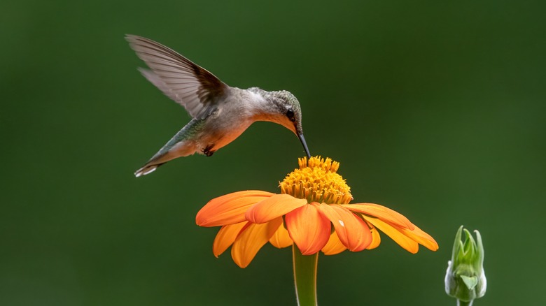 hummingbird eating from sunflower