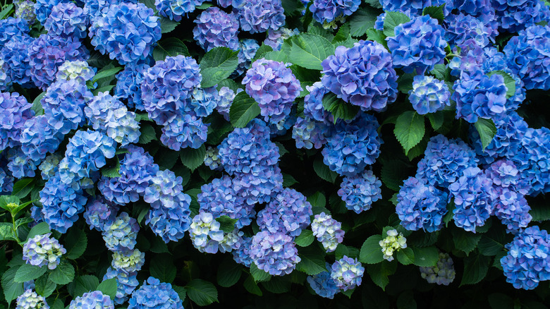 blue hydrangea blossoms