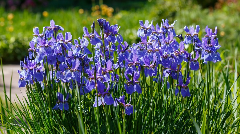 purple irises in full sun
