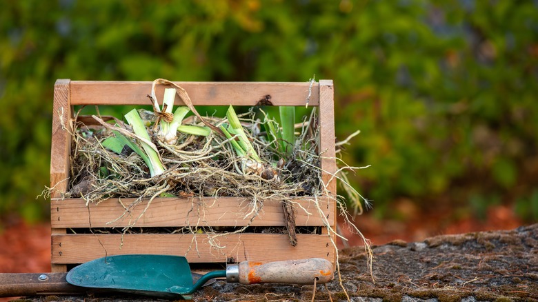 basket of divided iris rhizomes