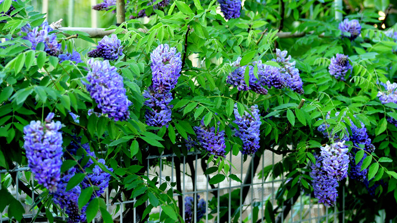 Wisteria frutescens is a stunning native plant.