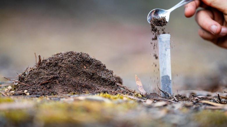 There are many ways to test your soil.