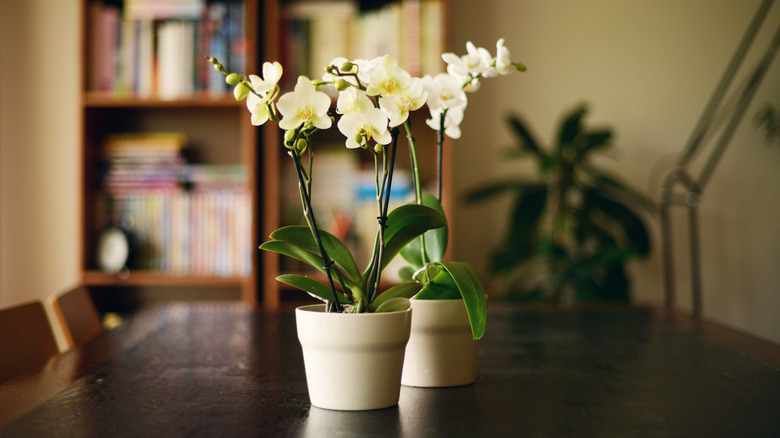 two potted white moth orchids