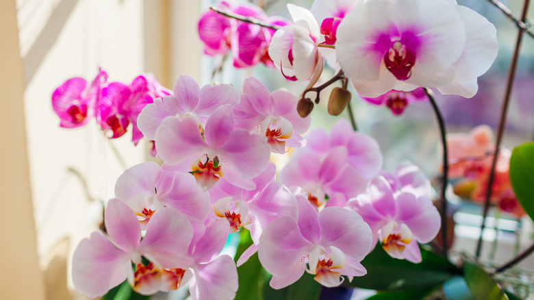 closeup of pink moth orchids