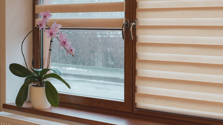 Orchid on windowsill