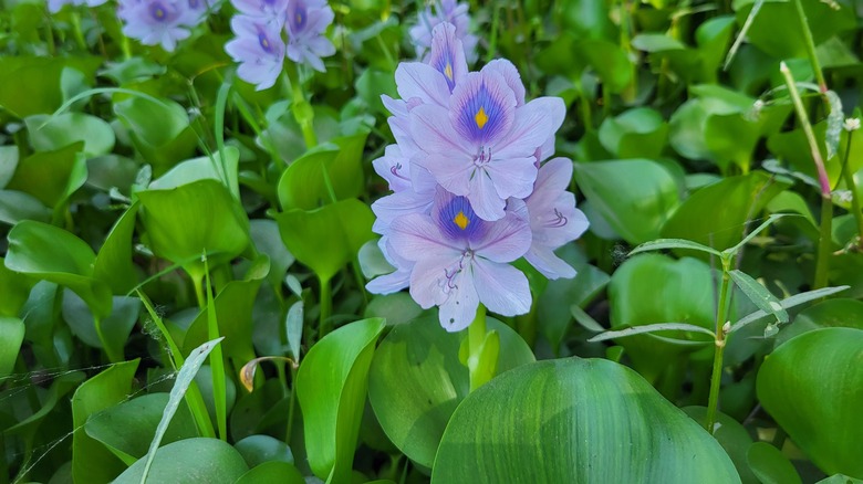 water hyacinth blooming on pond