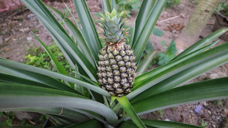 pineapple plant in the ground