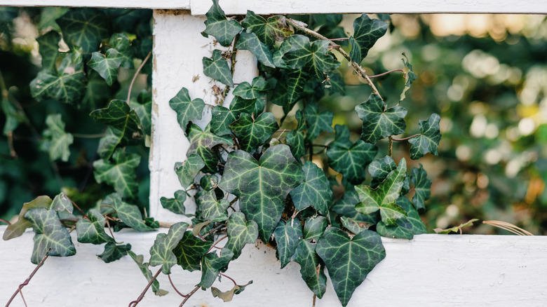 English ivy overgrowing white fence