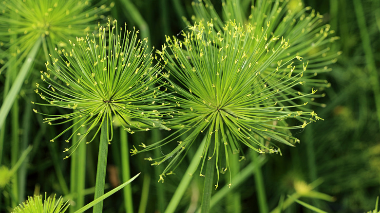 Cyperus papyrus plant