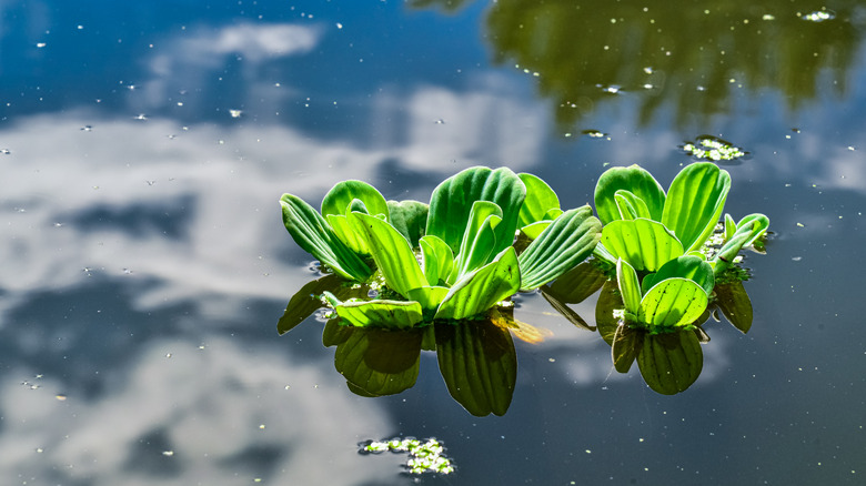 water lettuce floating on pond