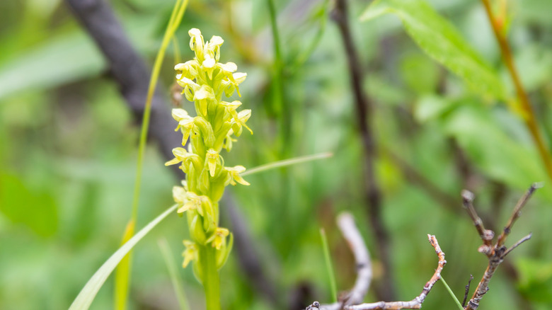 blunt-leaf orchid up close