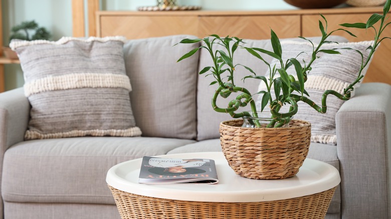 lucky bamboo plant on table