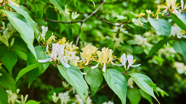 amur honeysuckle in bloom