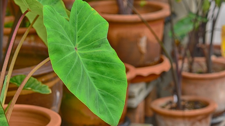 wild taro growing in pots