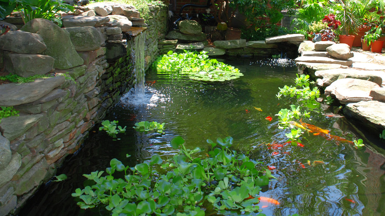 backyard pond with water lilies