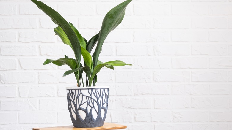 Cast-iron plant on a table