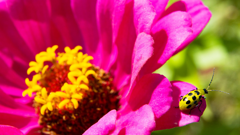 cucumber beetle on zinnia