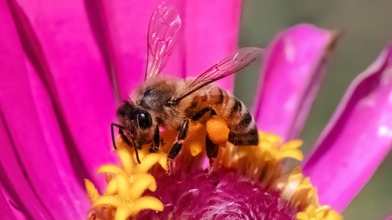honeybee on zinnia
