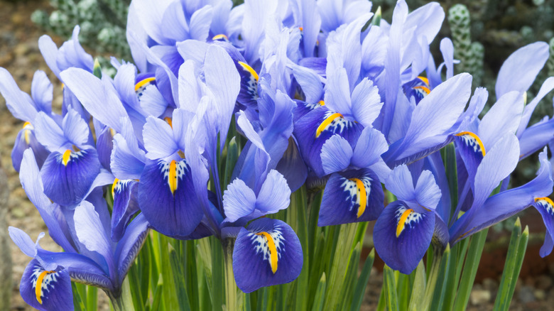 planted rock garden iris