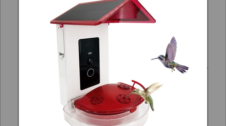 Hummingbirds at feeder