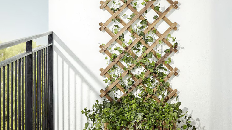 askholmen trellis with ivy