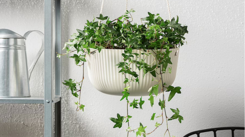 appelros hanging planter with greenery
