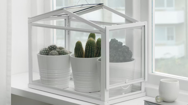 socker greenhouse with cactus plants