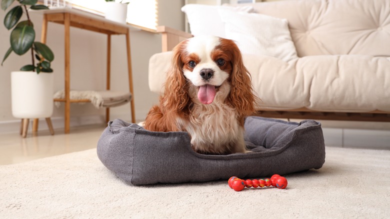 Small dog in pet bed