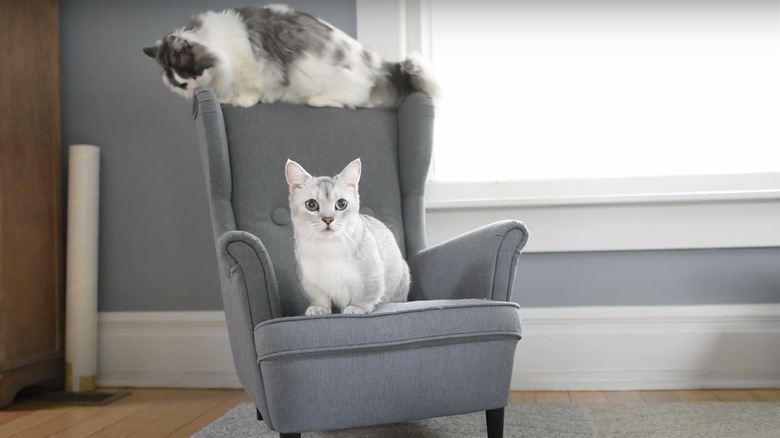 cats on gray kid chair