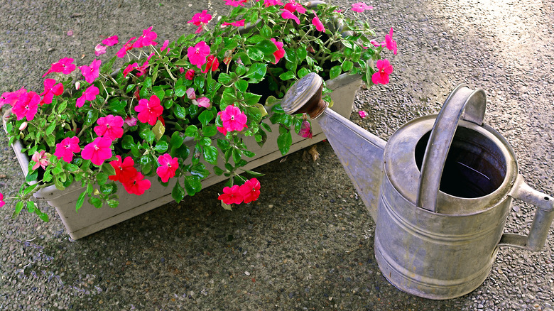 watering can with impatien flowers