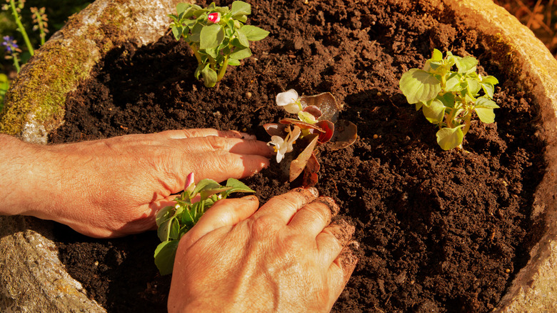 planting impatiens and begonias in pot