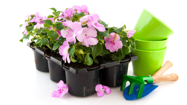 impatiens tray and replanting equipment