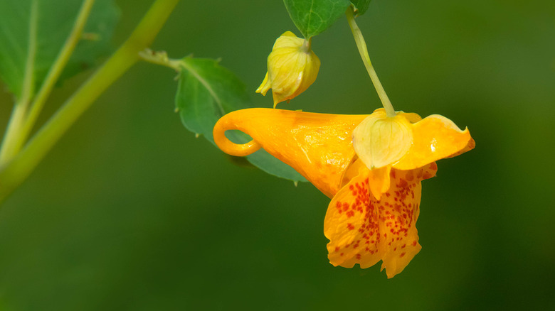 spotted jewelweed impatiens flower