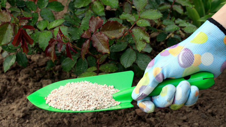 Adding granular fertilizer to roses.