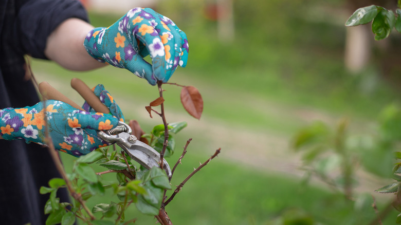 Gardener with gloved hands pruning a rose bush.