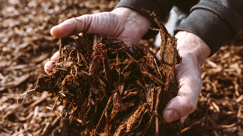 hands holding wood chips