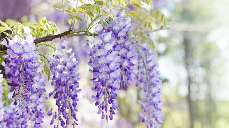 wisteria spring blooms