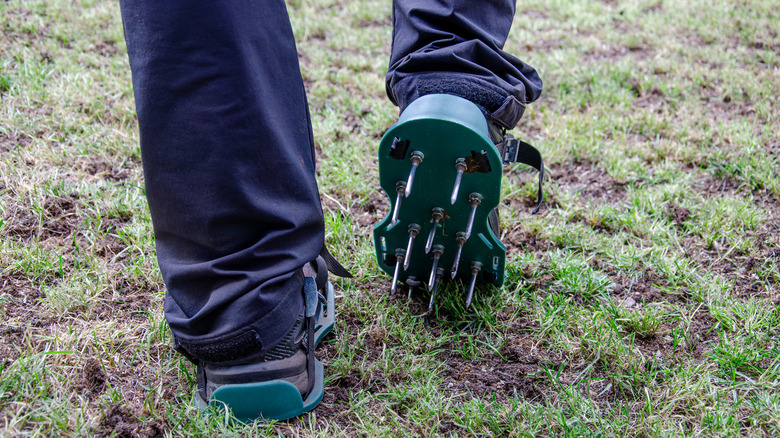 Someone wearing aerating shoes with spikes on the bottom